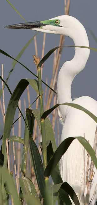 Great Egret showing breeding colours